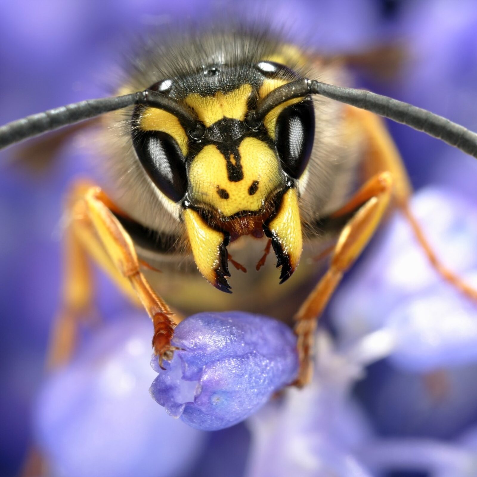 Wespenbekämpfung-wespennest-pestzero